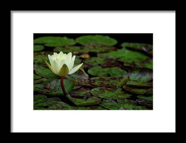 Water Lily Framed Print featuring the photograph White Lily in the Pond by Amee Cave