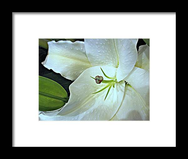 Flowers Framed Print featuring the photograph White Lily Second by Bonita Brandt