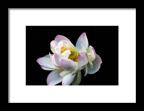 Jay Stockhaus Framed Print featuring the photograph White Lotus by Jay Stockhaus