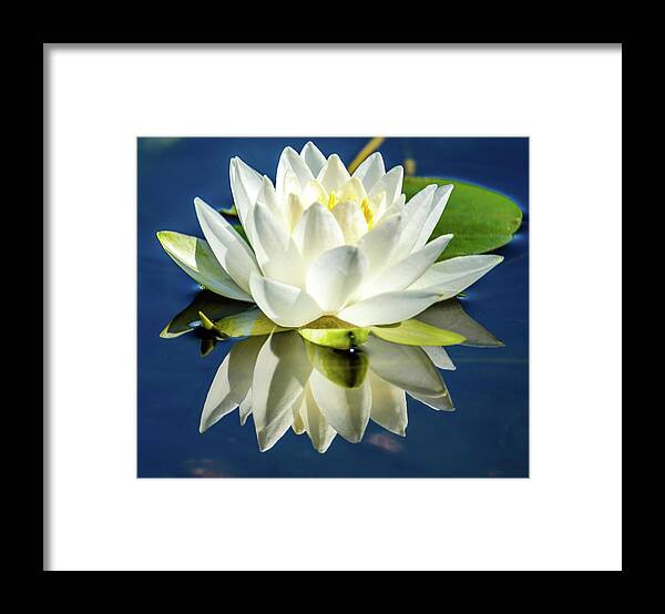Lotus Framed Print featuring the photograph White Lotus by Jerry Cahill