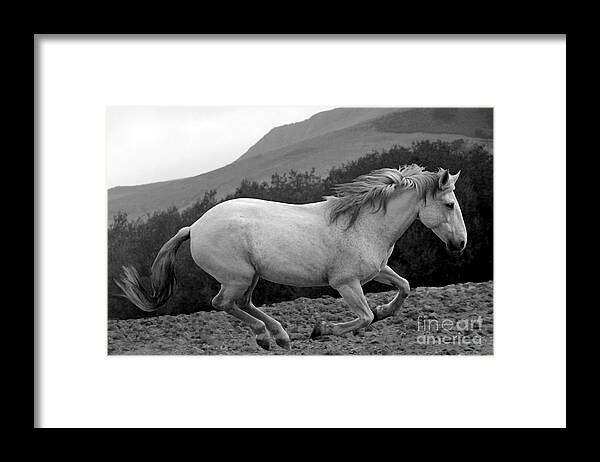Rtf Ranch Framed Print featuring the photograph White Mare Gallops #1 - Close Up Black and White by Heather Kirk