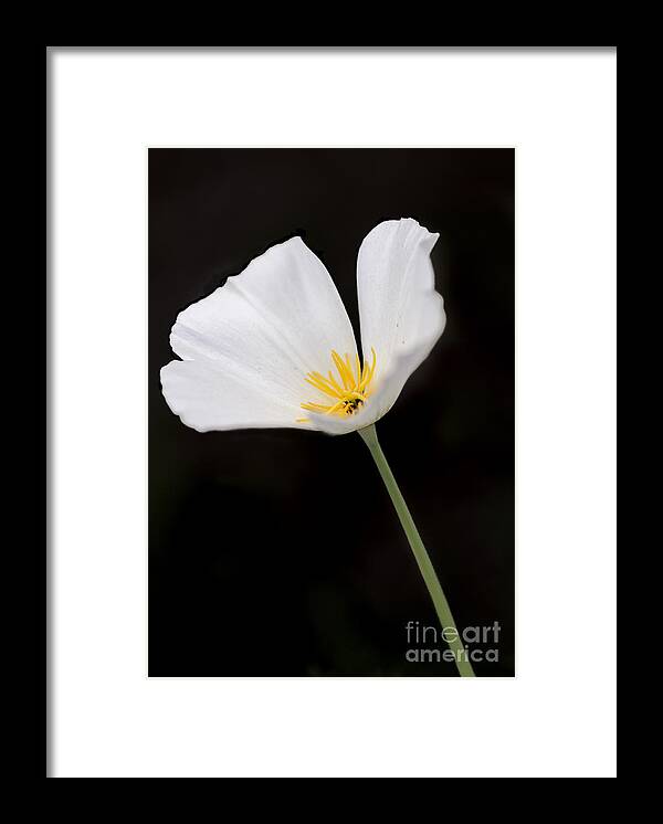 Poppy Framed Print featuring the photograph White Mexican Gold Poppy by Tamara Becker