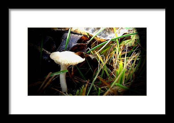 Nature Framed Print featuring the photograph White Mushroom by Marilynne Bull