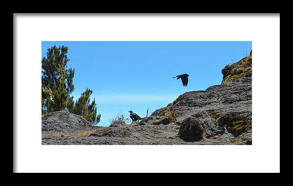 Africa Framed Print featuring the photograph White-Necked Raven Pair on Kilimanjaro by Jeff at JSJ Photography