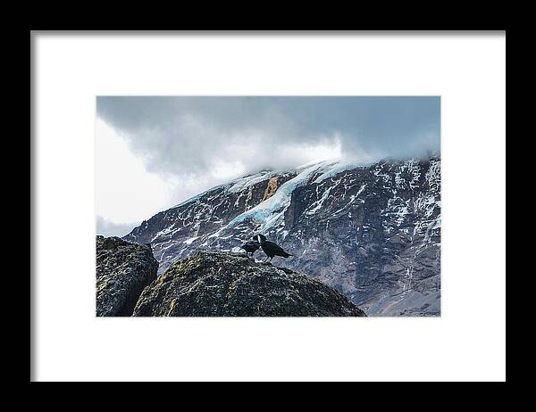 Africa Framed Print featuring the photograph White-Necked Raven Pair under Kilimanjaro Summit Glacier by Jeff at JSJ Photography
