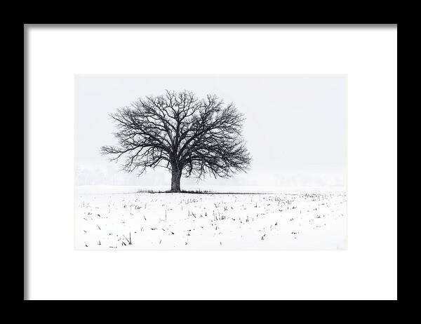 Oak Snow Blizzard Snowstorm Winter White Corn Stubble Solitary Sentinel Tree Horizontal Wi Wisconsin Landscape Winterscape B&w Black And White Framed Print featuring the photograph Fade to White - An isolated oak in corn stubble field with snowstorm by Peter Herman