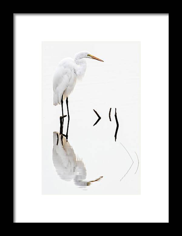 Ardea Alba Framed Print featuring the photograph White on White by Dawn Currie