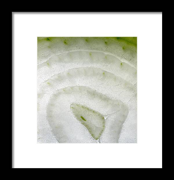 Onion Framed Print featuring the photograph White Onion Slice by Janeen Wassink Searles