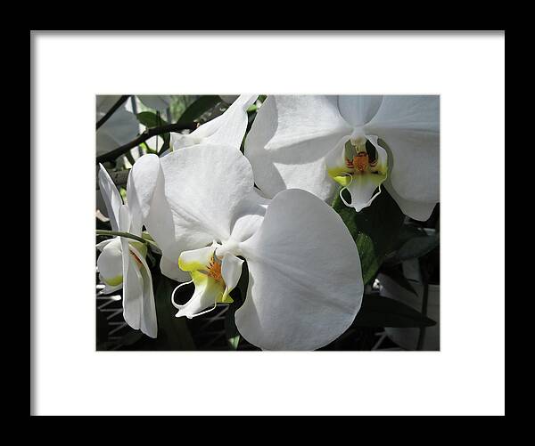 Flowers Framed Print featuring the photograph White Orchid Bloom Duo by Tony Grider