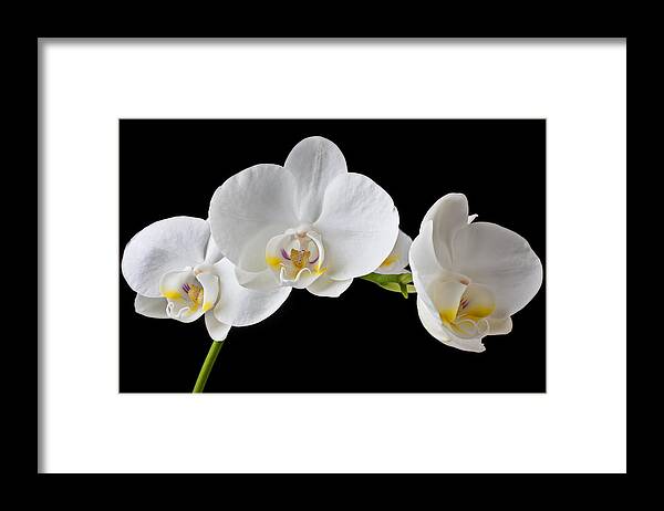 Beautiful Framed Print featuring the photograph White orchid by Garry Gay