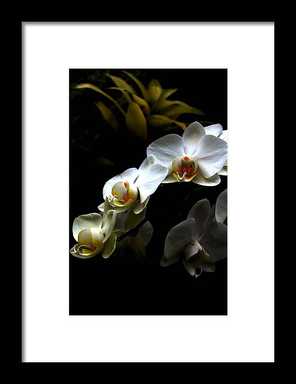 White Orchid On Black Framed Print featuring the photograph White orchid with dark background by Jasna Buncic
