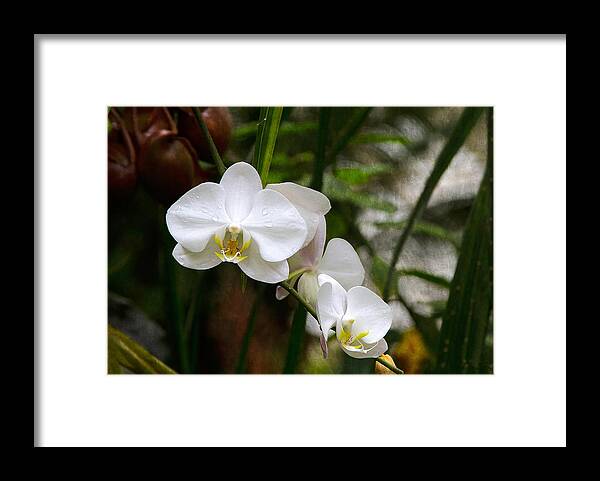 Bonnie Follett Framed Print featuring the photograph White Orchids by Bonnie Follett
