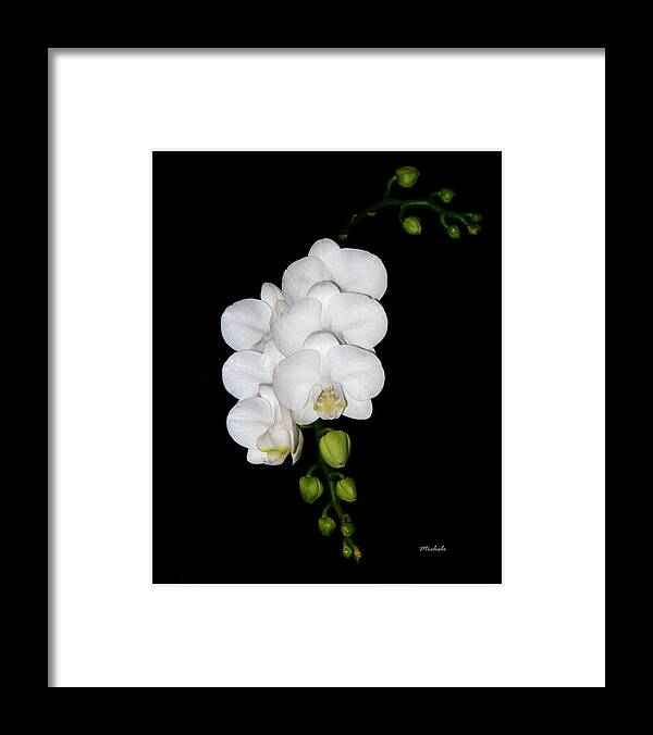 White Framed Print featuring the photograph White Orchids on Black by Michele A Loftus