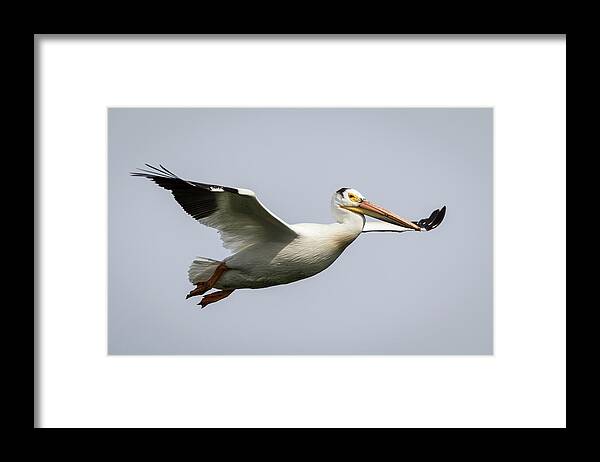 American White Pelican Framed Print featuring the photograph White Pelican 2016-2 by Thomas Young