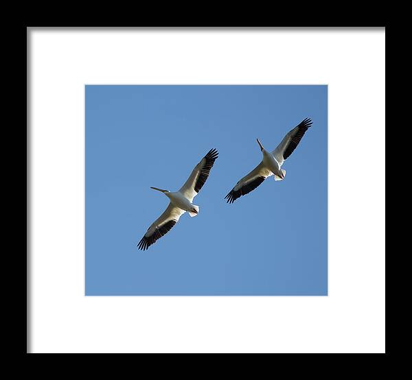 Felts Audubon Preserve Framed Print featuring the photograph White Pelican Couple by Richard Goldman
