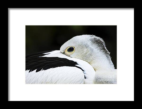 Afternoon Framed Print featuring the photograph White Pelican by Dave Fleetham - Printscapes