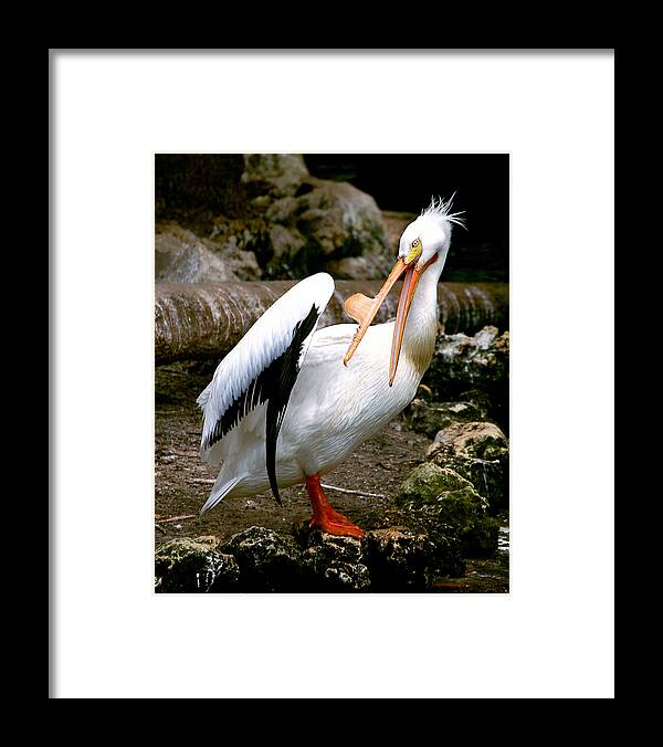 Pelican Framed Print featuring the photograph White Pelican by Donna Proctor