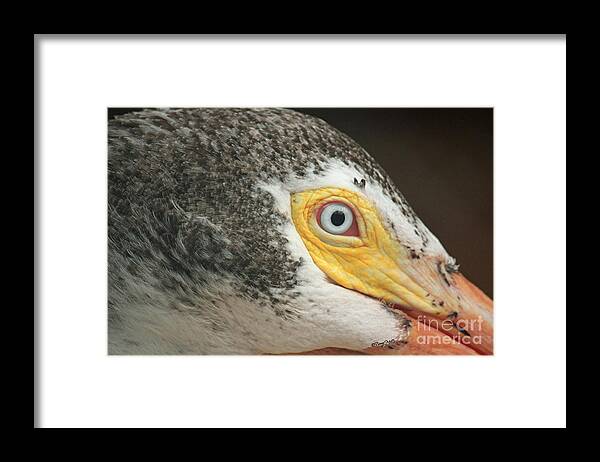 Pelican Framed Print featuring the photograph White Pelican Eye by Terri Mills