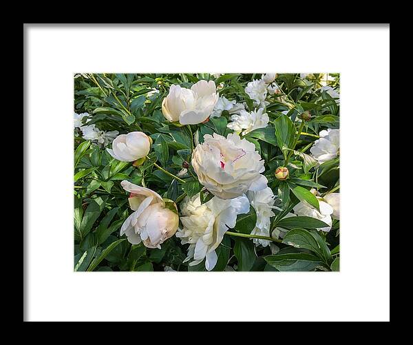 White Peonies Framed Print featuring the photograph White Peonies in North Carolina by Chris Berrier