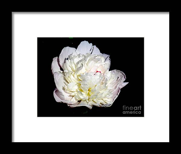 Photograph Framed Print featuring the photograph White Peony II by Delynn Addams