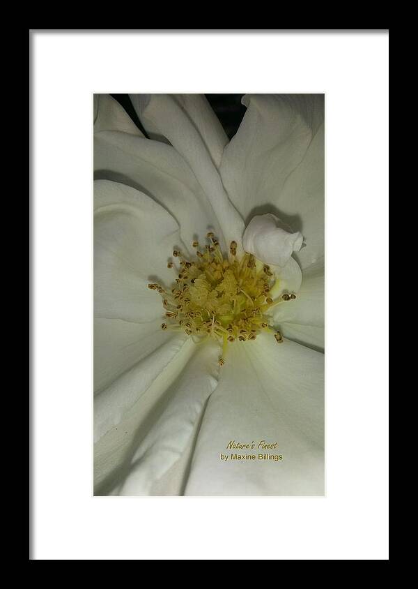 Roses Framed Print featuring the photograph White Pinwheel Rose by Maxine Billings