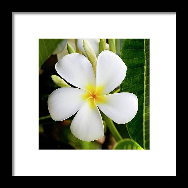 White Plumeria Framed Print featuring the photograph White Plumeria by Kelley King