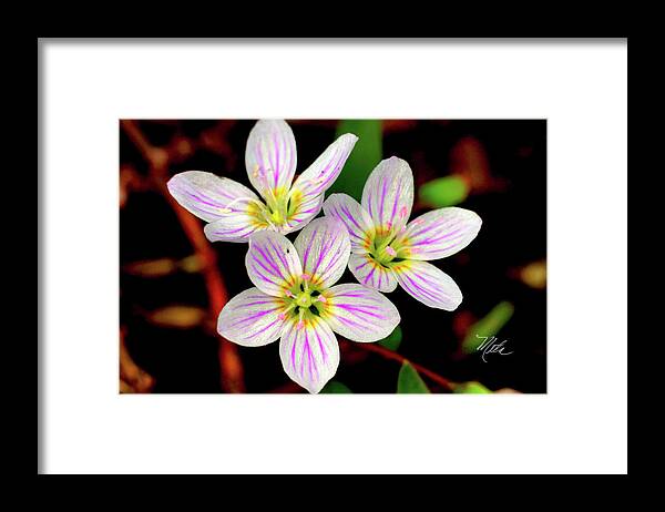 Macro Photography Framed Print featuring the photograph Virginia Spring Beauty Flower by Meta Gatschenberger