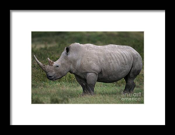 Adult Framed Print featuring the photograph White Rhinoceros Ceratotherium Simum by Gerard Lacz