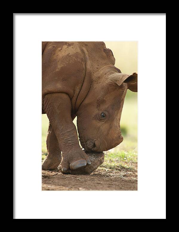 Mp Framed Print featuring the photograph White Rhinoceros Ceratotherium Simum by Matthias Breiter