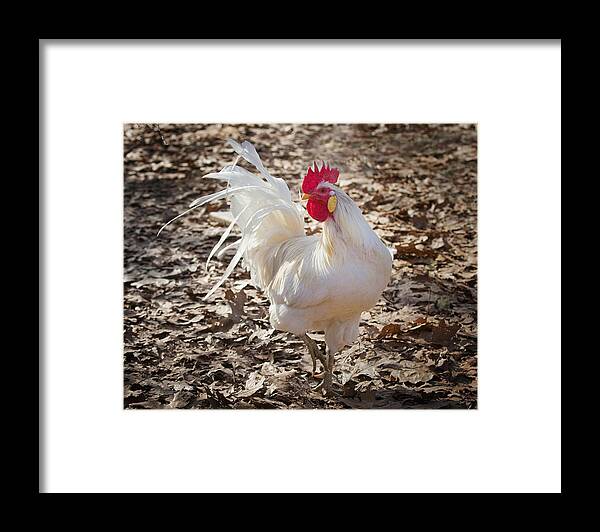 Rooster Framed Print featuring the photograph White Rooster in Fall Leaves by Michael Dougherty