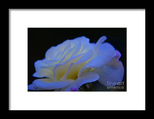 Rose Framed Print featuring the photograph White Rose by Elaine Hunter