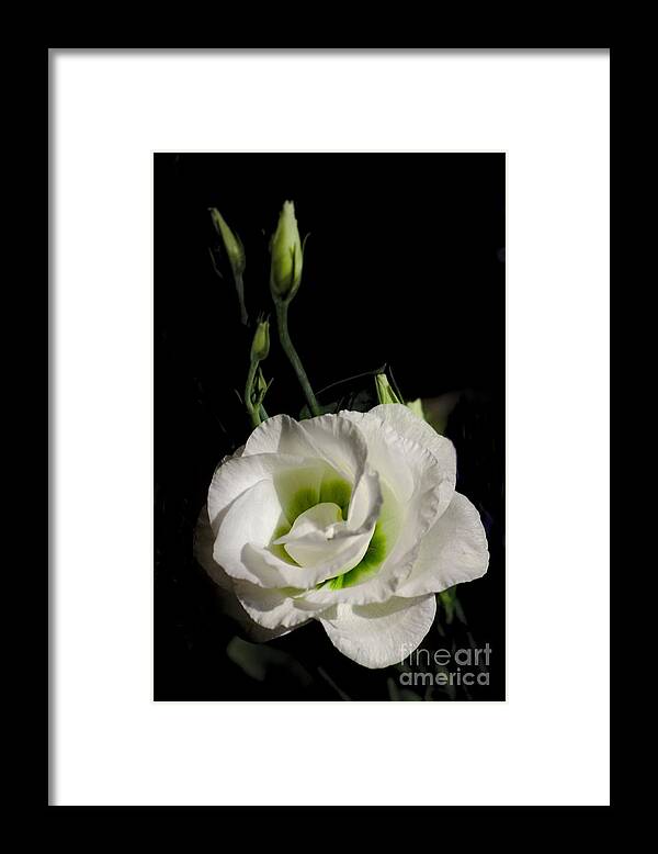 White Framed Print featuring the photograph White Rose on Black by Jeremy Hayden