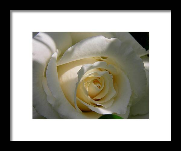 Rose Framed Print featuring the photograph White Rose by Shirley Stevenson Wallis