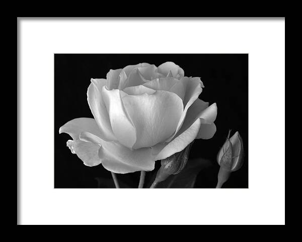 White Rose Framed Print featuring the photograph White Rose by Terence Davis