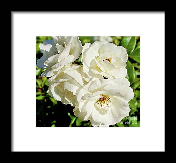 Rose Framed Print featuring the photograph White Roses by Cassandra Buckley