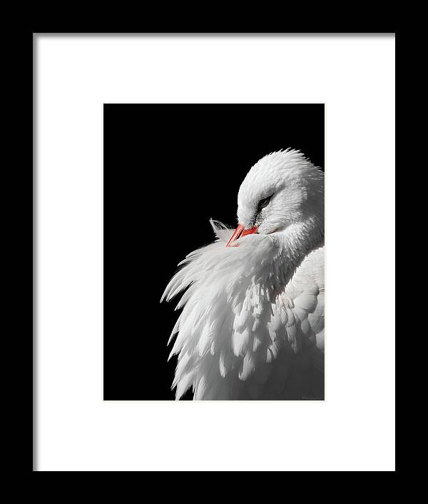White Stork Framed Print featuring the photograph White Stork by Wim Lanclus