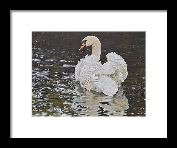 Wildlife Paintings Framed Print featuring the painting White Swan by Alan M Hunt