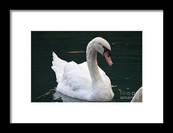 Swan Framed Print featuring the photograph White Swan Swimming in a Lake on a Spring Day by DejaVu Designs