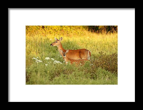 Nature Framed Print featuring the photograph White-Tail Doe and Fawn in Meadow by Sheila Brown