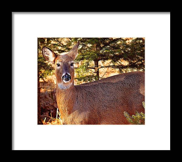 White Tail Michigan Deer Framed Print featuring the photograph White Tail Michigan Deer by Gwen Gibson