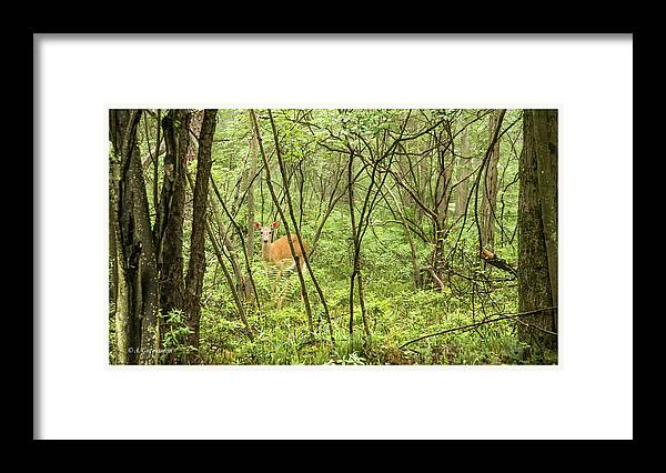 White-tailed Deer Framed Print featuring the photograph White-tailed Deer in a Pennsylvania Forest by A Macarthur Gurmankin