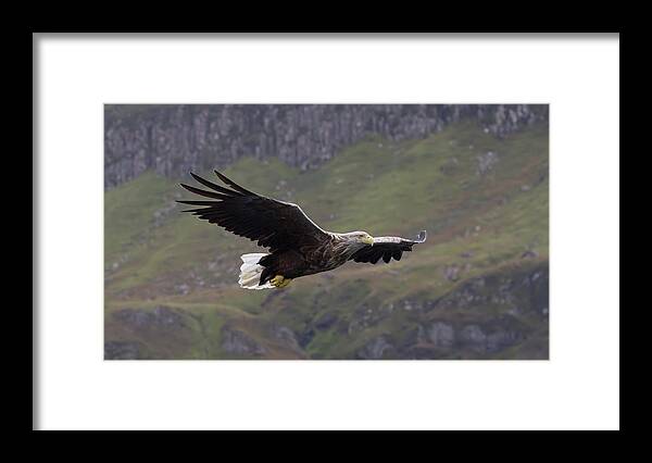 White-tailed Eagle Framed Print featuring the photograph White-Tailed Eagle Approaches by Pete Walkden