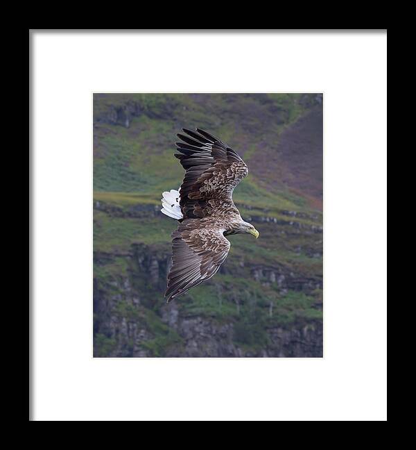 White-tailed Eagle Framed Print featuring the photograph White-Tailed Eagle Banks by Pete Walkden