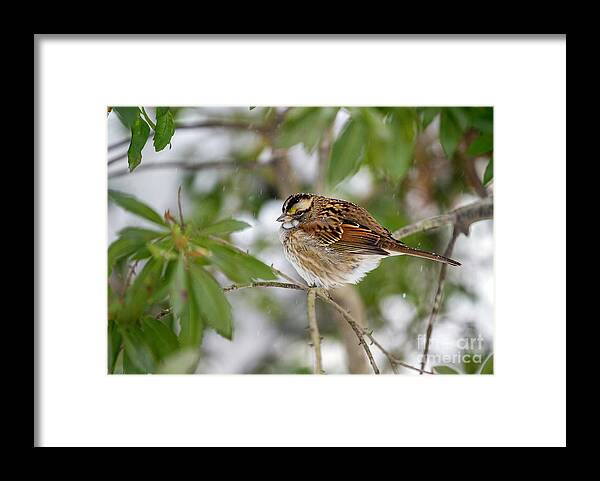 White Throated Sparrow In Winter Framed Print featuring the photograph White Throated Sparrow in Winter by Karen Jorstad