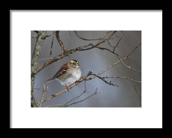 Bird Framed Print featuring the photograph White-Throated Sparrow by Living Color Photography Lorraine Lynch