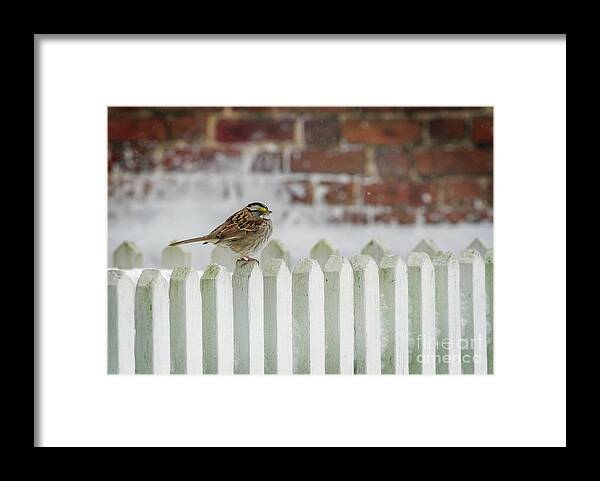 White Throated Sparrow On The Fence Framed Print featuring the photograph White Throated Sparrow on the Fence by Karen Jorstad