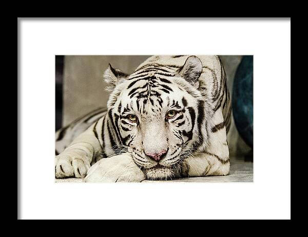 Tiger Framed Print featuring the photograph White Tiger Looking at You by Tammy Ray