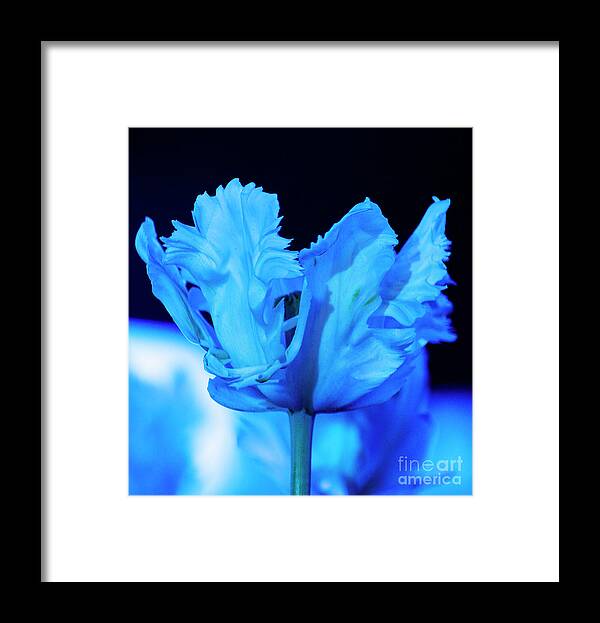 Nightfest Framed Print featuring the photograph White Tulip - Blue by Angela DeFrias