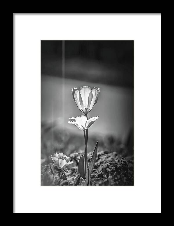 Black And White Framed Print featuring the photograph White tulip May 2016 #1 bw by Leif Sohlman