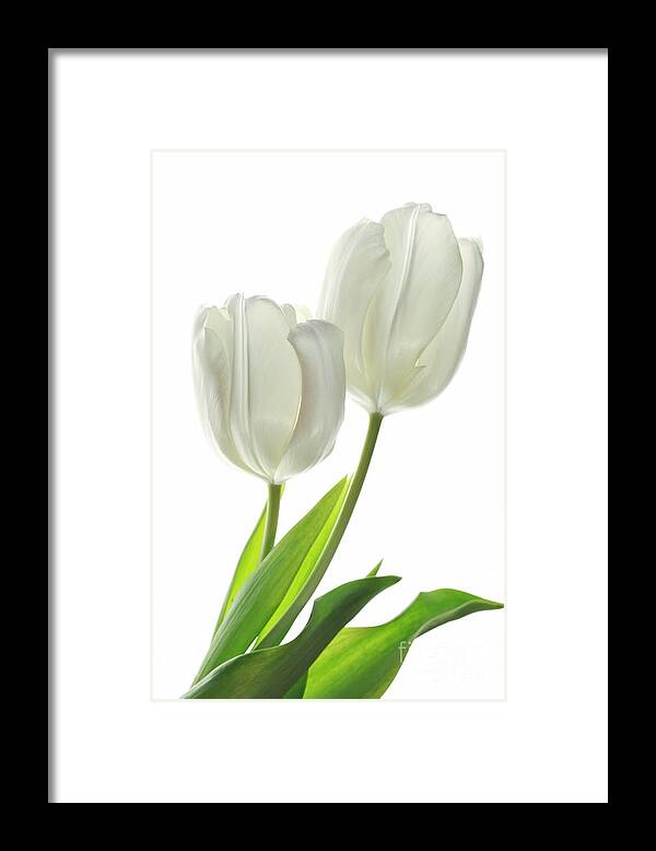 Tulip Framed Print featuring the photograph White Tulips with Leaf by Charline Xia
